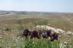 שטח פתוח סמוך לרימונים, קרדיט צילום: החברה להגנת הטבע