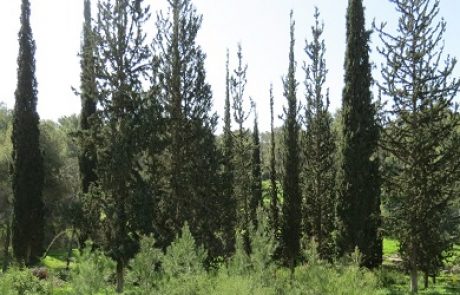 ישראל היא אחת המדינות היחידות בעולם שיש בה יותר עצים כיום מאשר לפני מאה שנה
