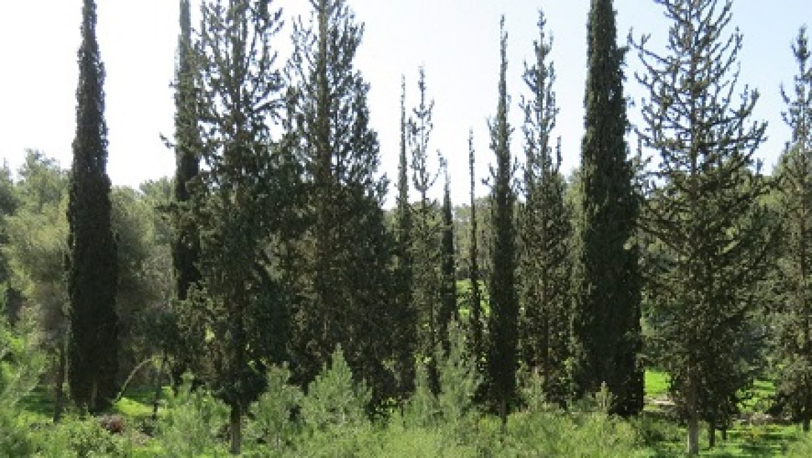 תל אביב נכנעת לגרינפיס: תימנע משימוש לא חוקי בעץ נדיר מהאמזונס