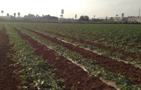 תנועת האיחוד החקלאי: להכליל את המגזר הכפרי ואת החקלאות בקווי היסוד של הממשלה