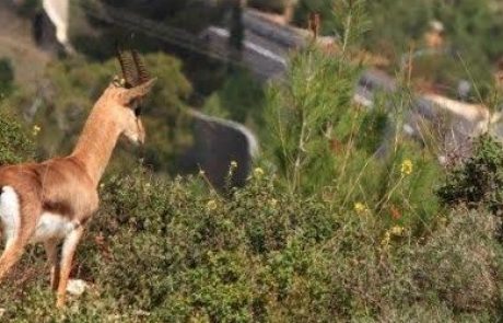 הקרן הקיימת לישראל: "מזמינים את הציבור למדורת ענק של כ-3,600 עצים במצפה נפתוח"