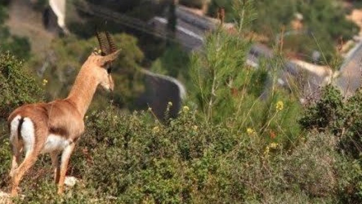 כ- 10,000 התנגדויות לבניה במצפה נפתוח הוגשו לותמ"ל