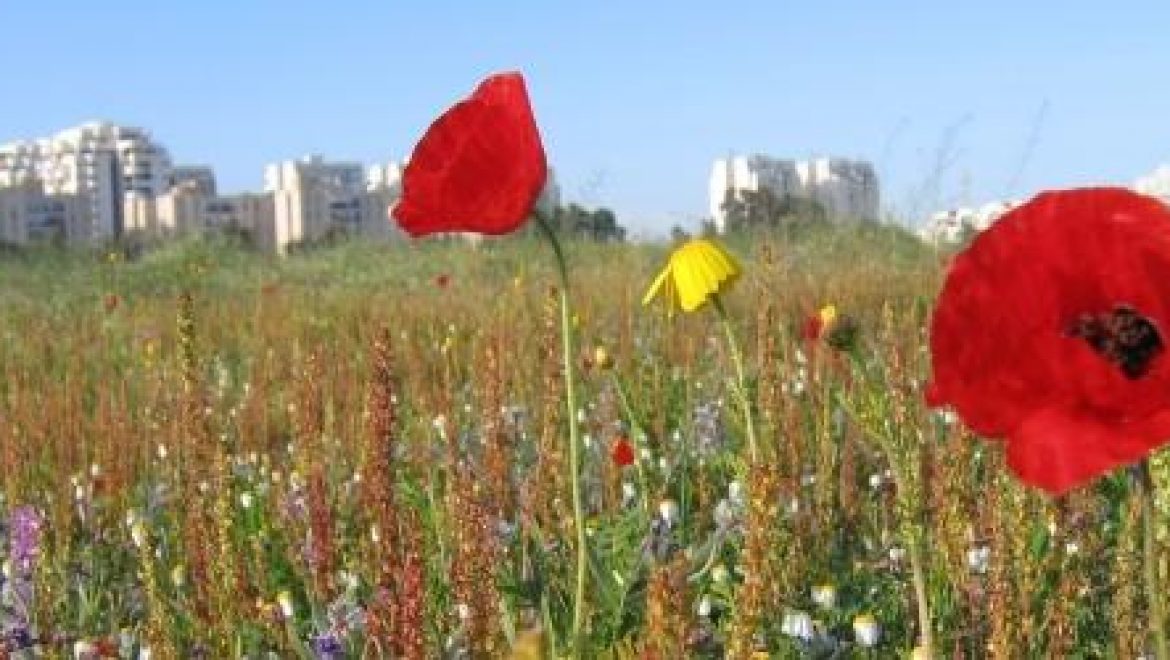 לאן נטייל בעוד חמש שנים? האיום על השטחים הפתוחים בישראל