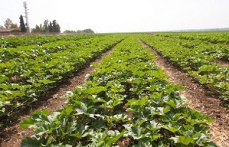 מאבק החקלאים יוצא לדרך – "מצילים את החקלאות בישראל"