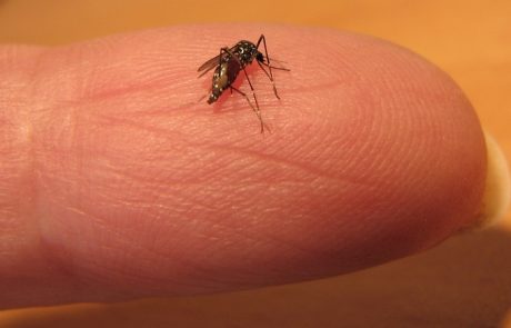 יתושים נגועים בנגיף קדחת מערב הנילוס נתגלו בצפון ירושלים, מדרום לנתניה ובטייבה
