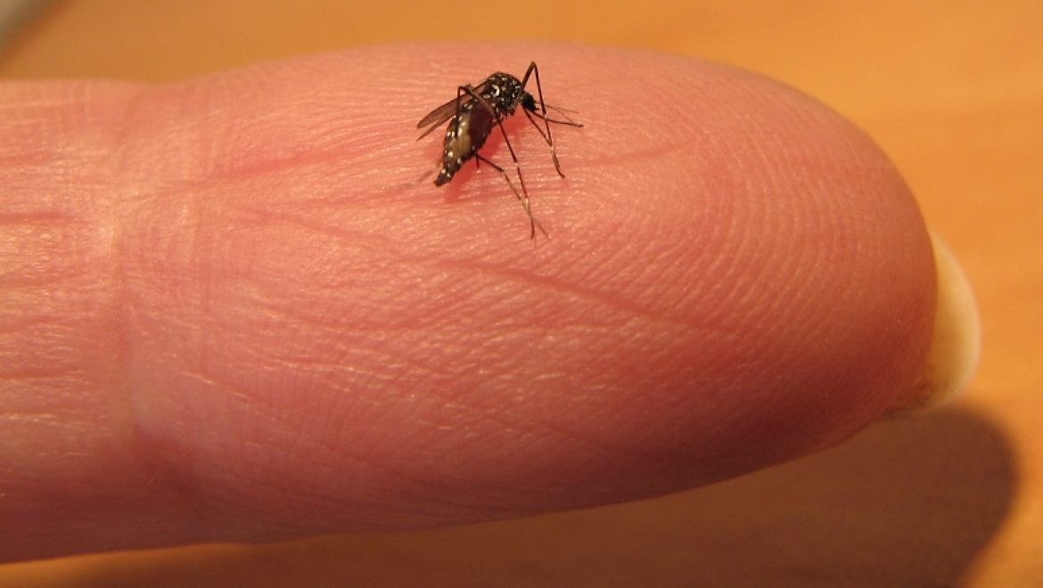 יתושים נגועים בנגיף קדחת מערב הנילוס נתגלו בצפון ירושלים, מדרום לנתניה ובטייבה