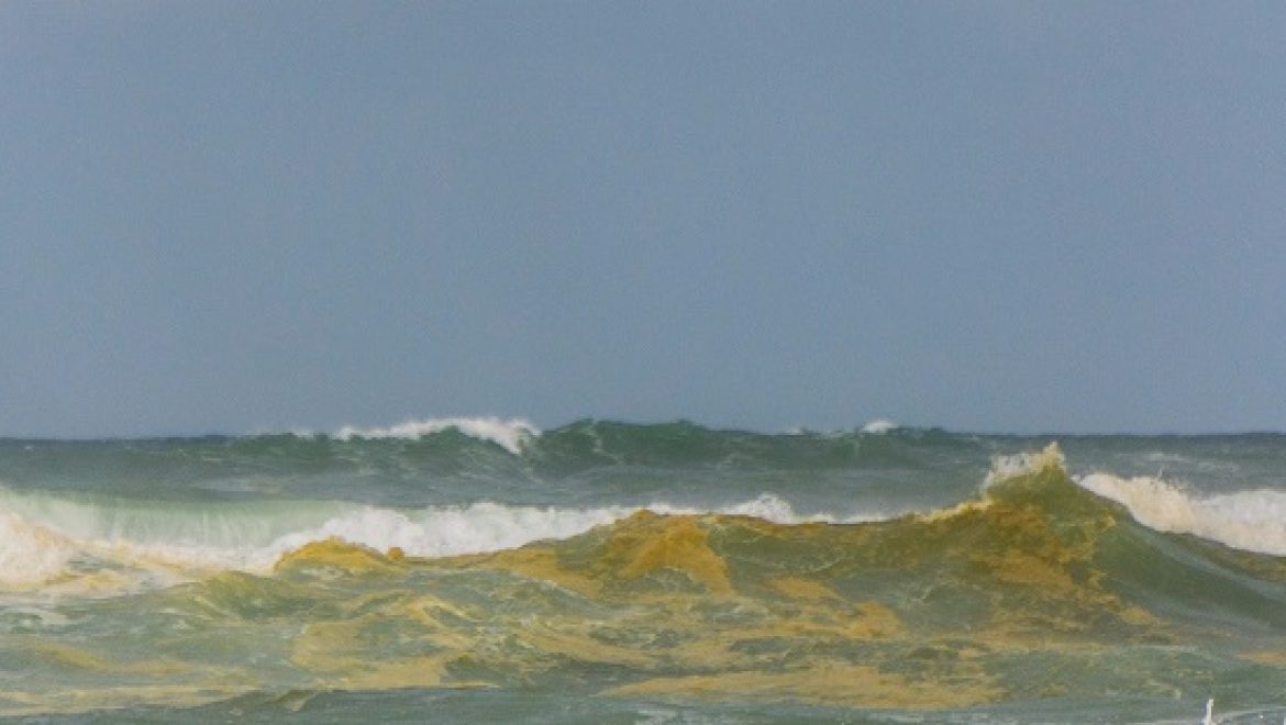 המים הצהובים בחופי פלמחים – פריחת אצות