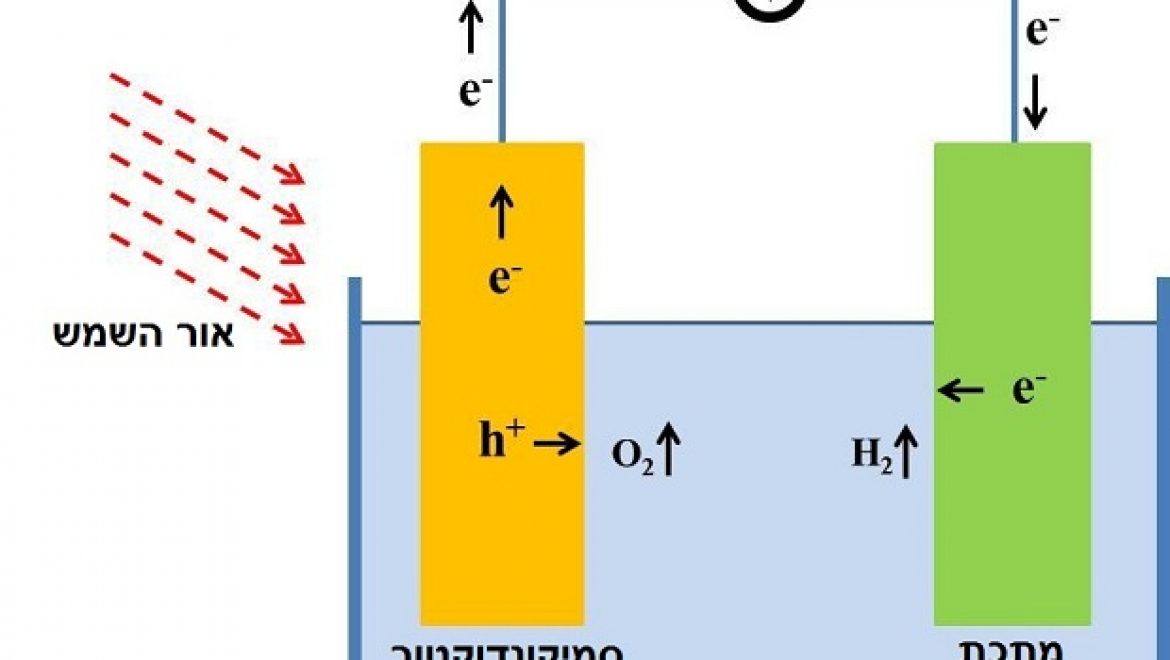 מאפור לירוק: חוקרים באוניברסיטת תל אביב גילו זן של אצה שיכולה לייצר מימן ירוק ברציפות למשך 12 יום