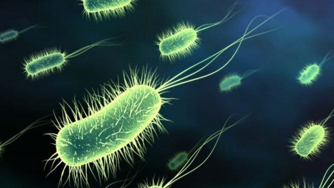 מחקר: בקטריה ייחודית תייעל נצילות הפאנלים הסולאריים