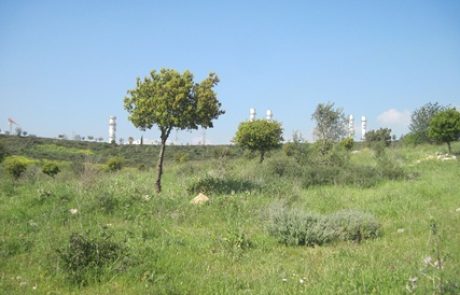 בעקבות מעבר לחשבון חשמל במייל: 1,000 עצים נטעו ביער חגית