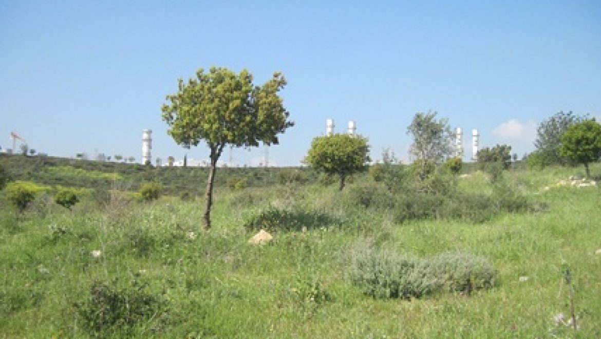 בעקבות מעבר לחשבון חשמל במייל: 1,000 עצים נטעו ביער חגית