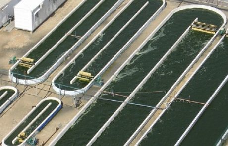 פטנט עולמי ייחודי: גידול מיקרו-אצות בעזרת גזים מארובות תחנת הכח