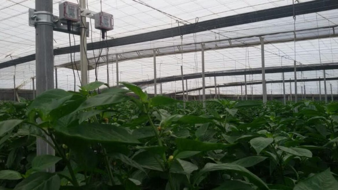 סול צ'יפ מציגה תג סולארי אוטונומי ליישומי אינטרנט של הדברים בחקלאות מדייקת